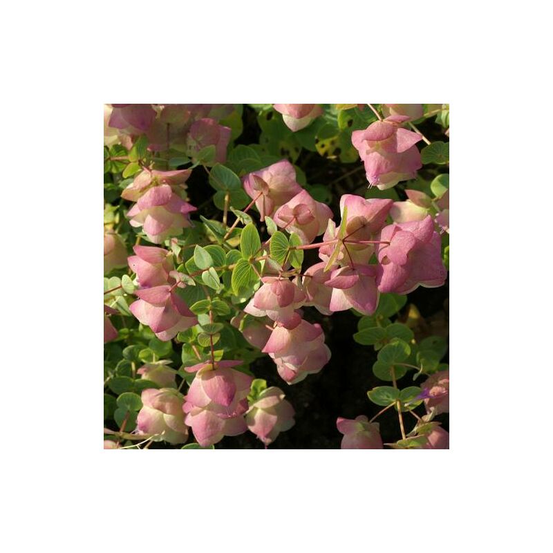 Origan Kent Beauty | Conditionnement: Lot de 5 godets