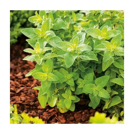 ORIGAN - LOT DE 2 PLANTES - Plants de légumes