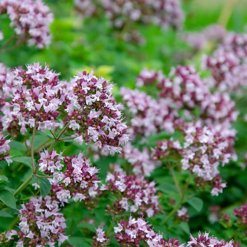 Origan Rosenkuppel | Conditionnement: Lot de 9 godets