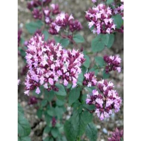 Origan 'Rosenkuppel' Godet de 8/9 cm