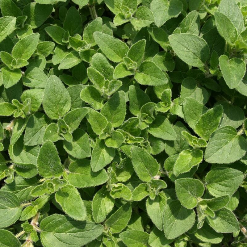 Origan vulgare | Conditionnement: Lot de 5 godets