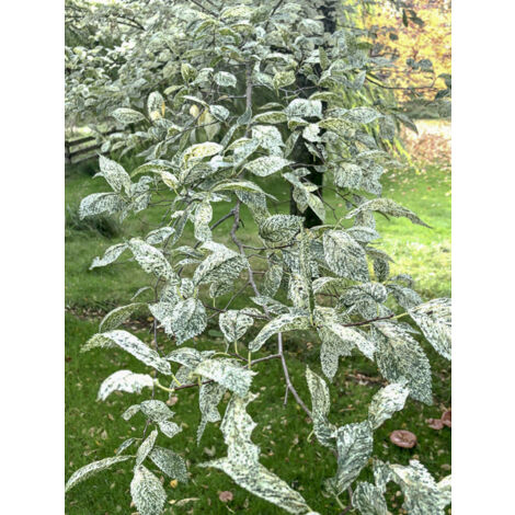 Orme champêtre 'Argenteovariegata' Pot de 4L/5L, Tige