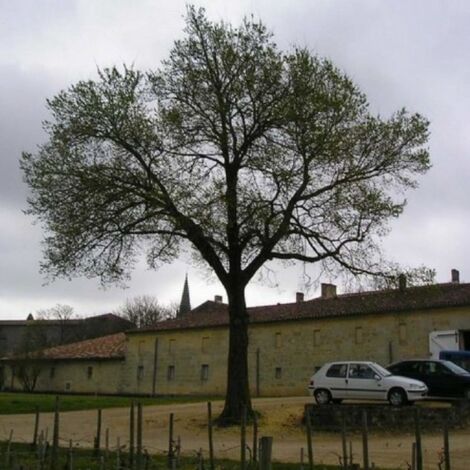 Orme champêtre (Ulmus minor)