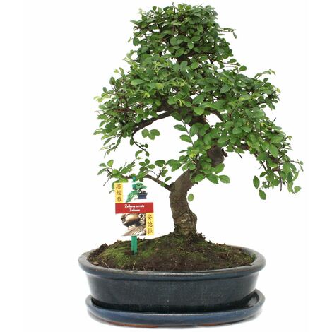 Orme chinois bonsaï - Ulmus parviflora - env. 10 ans