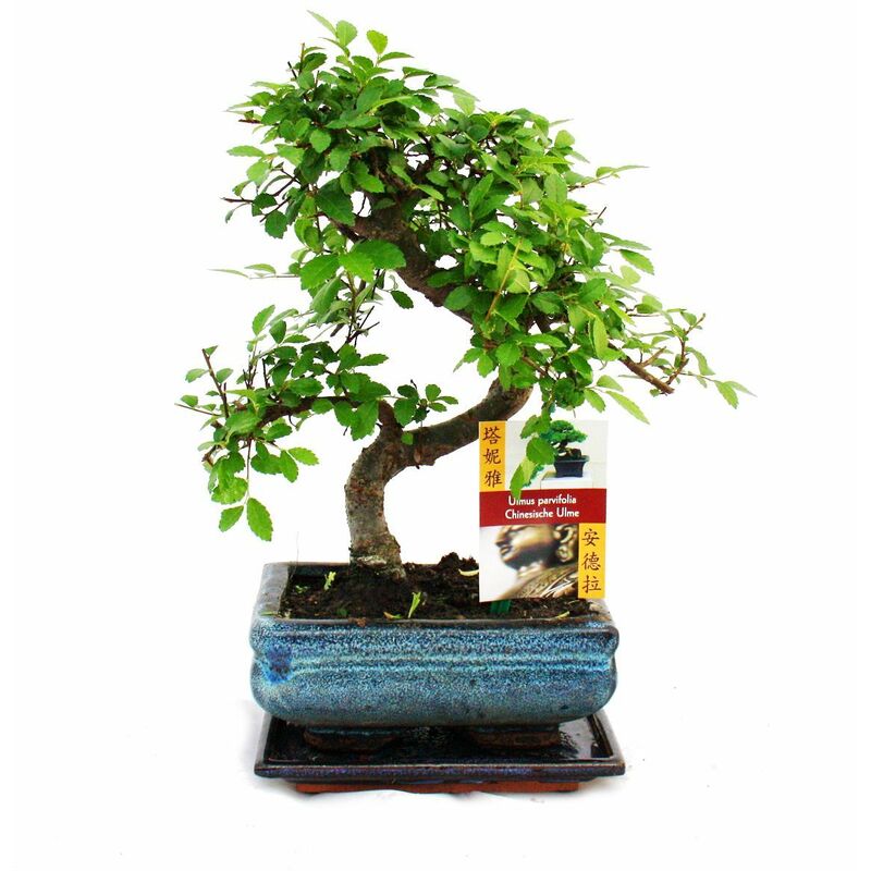 Exotenherz - Orme chinois bonsaï - Ulmus parviflora - env. 6 ans