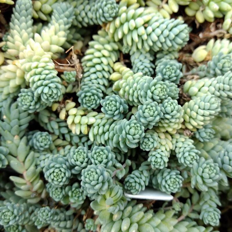 Plantes Avenue - Orpin à feuilles épaisses Divergens/Lot de 9 godets - Blanche