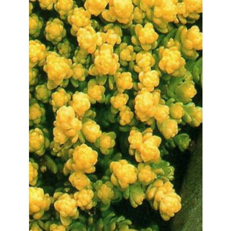 Orpin âcre 'Yellow Queen' Godet de 8/9 cm