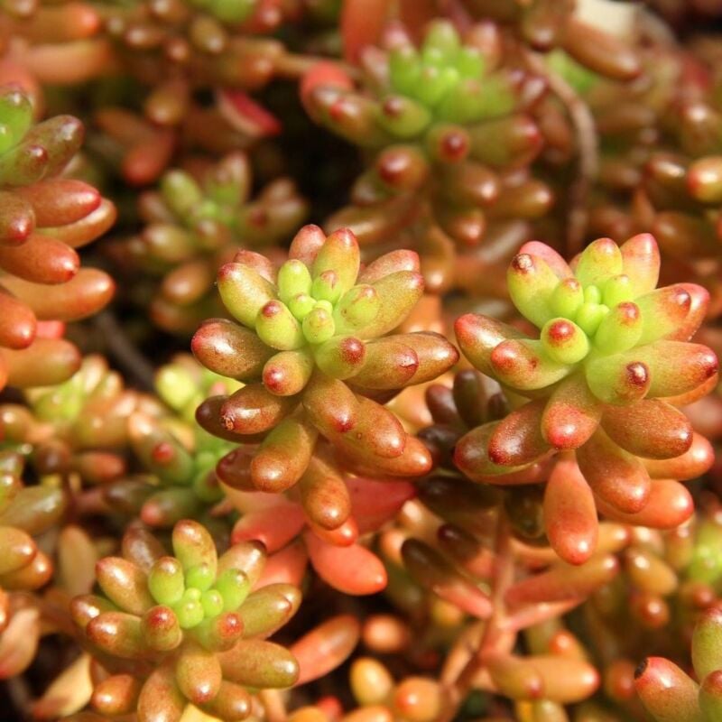 Orpin blanc/Lot de 5 godets - Blanche