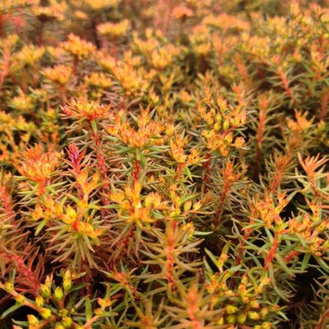 Orpin Chocolate Ball | Pot de 2L - 10/20 cm