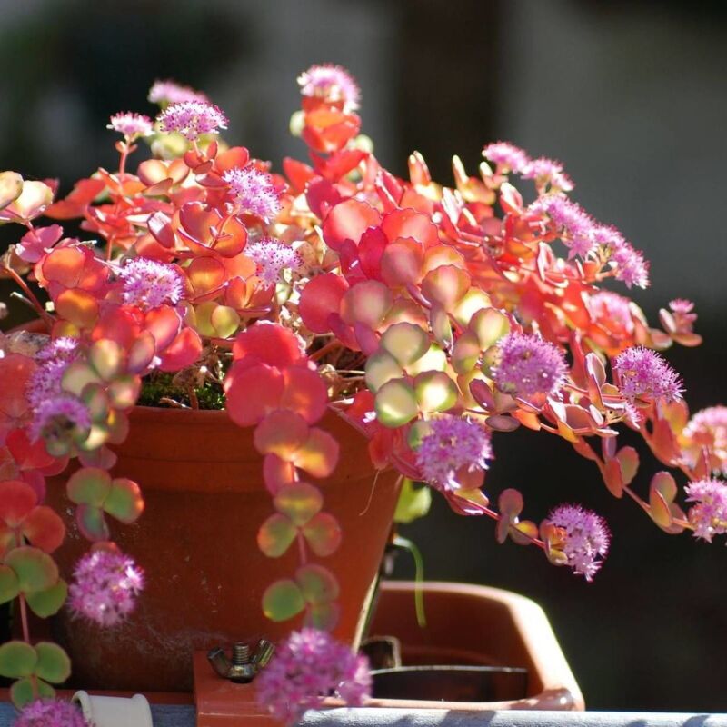 Orpin de Siebold/Lot de 9 godets - Rose