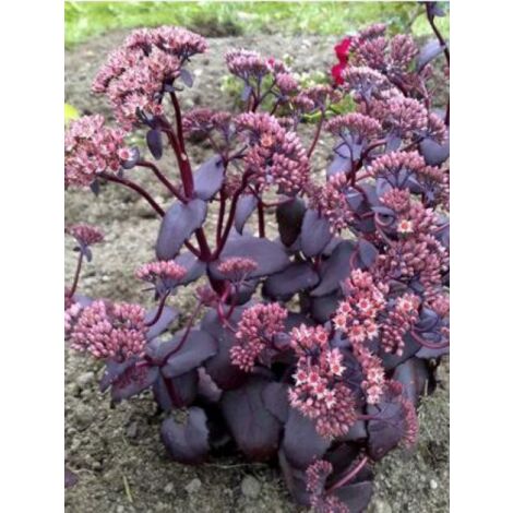 Orpin 'José Aubergine' Godet de 8/9 cm