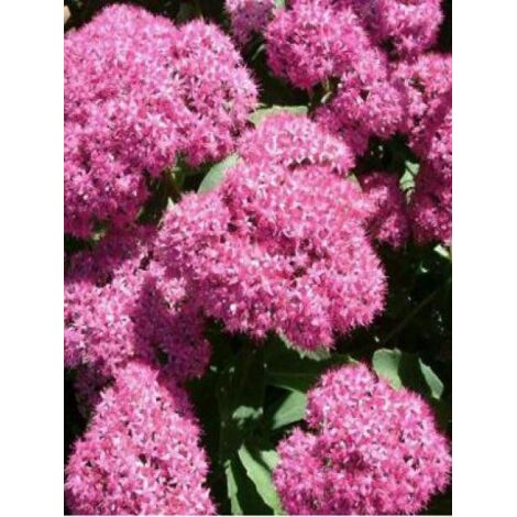 Orpin remarquable 'Carl' Pot de 2L/3L