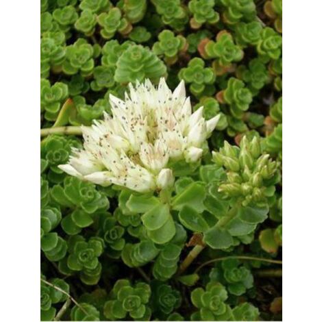 Orpin spurium 'Album Superbum' Godet de 8/9 cm