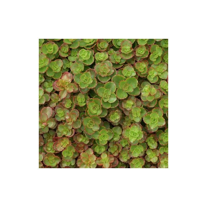 Orpin spurium Atropurpureum | Conditionnement: Lot de 5 godets