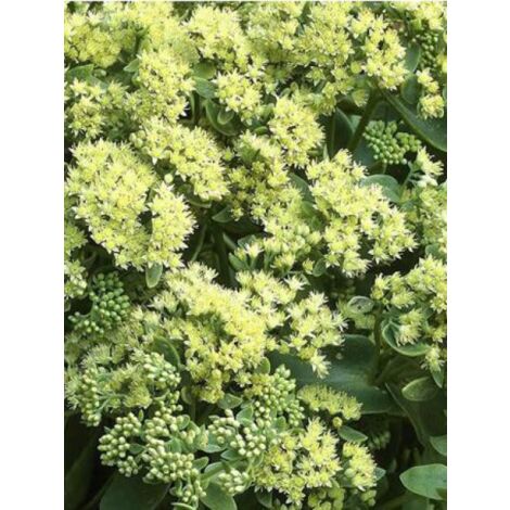 Orpin 'Sunkissed'® Godet de 8/9 cm