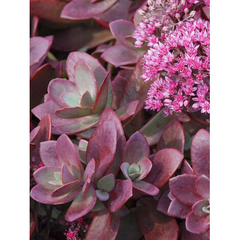 Orpin 'Sunsparkler Firecracker' Godet de 8/9 cm
