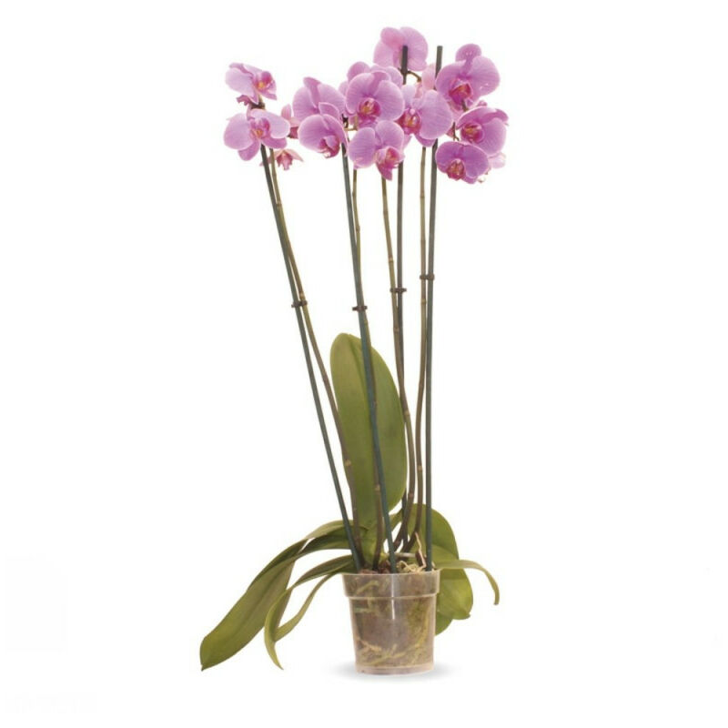 

Orquidea Phalaenopsis 4 Tallos Maceta 12Cm