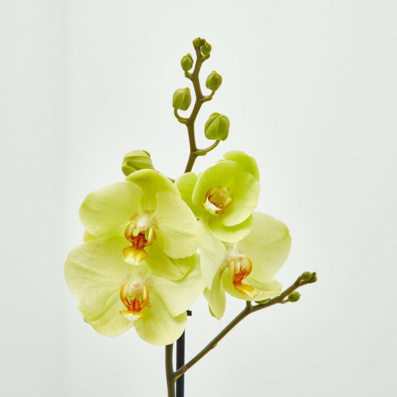 

Orquidea Phalaenopsis Amarilla 1 Tallo En Maceta 12Cm.