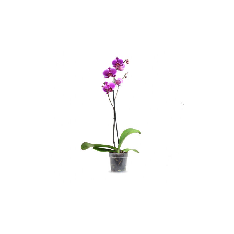 

Orquidea Phalaenopsis Fucsia 1 Tallo En Maceta 12Cm