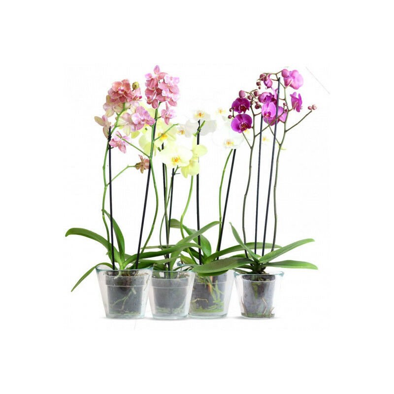 

Phalaenopsis M-12 2 Tallos