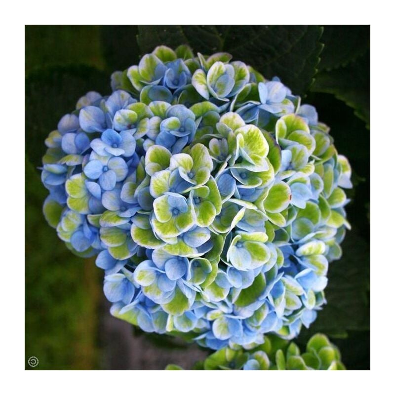 Hydrangea hydrangea révolution magique vase bleu 12CM