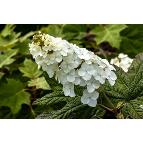 Ortensia "Hydrangea Quercifolia bianca" pianta in vaso 19 cm