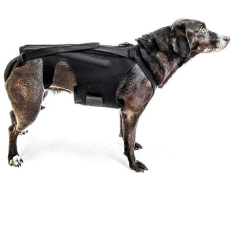 Orthèse dorsale (taille M) pour petits chiens, arthrite, récupération après chirurgie de la colonne vertébrale, hernies discales, disques glissants, rééducation - Teckels, Corgis