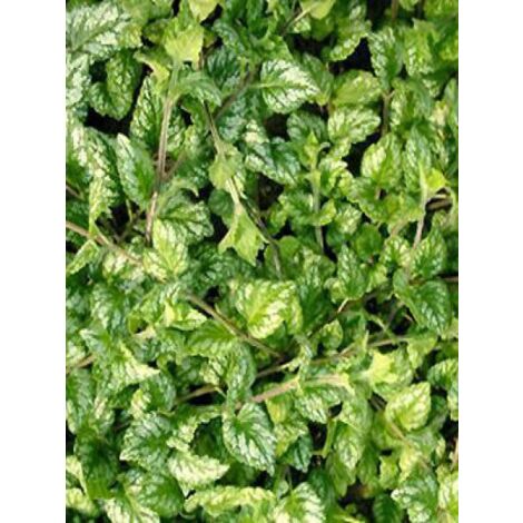 Ortie jaune 'Kirkudbright Dwarf' Godet de 8/9 cm