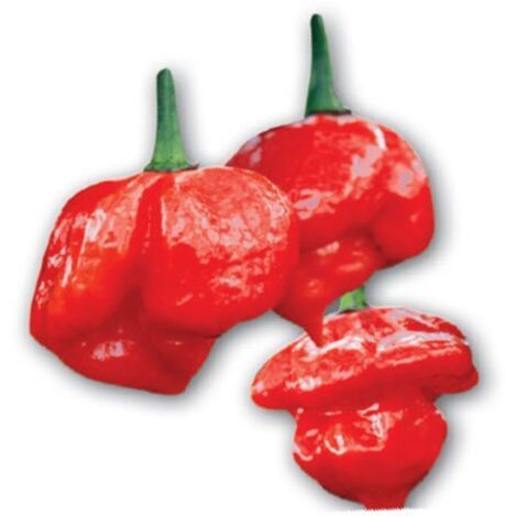 ORTO MIO 8 Peperoncino Scorpion Rosso