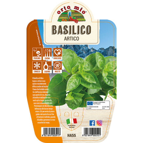 ORTO MIO Basilico Artico