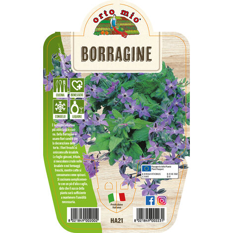 ORTO MIO Borragine