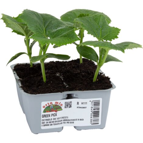 ORTO MIO Cetriolino da sottaceto Green Pick