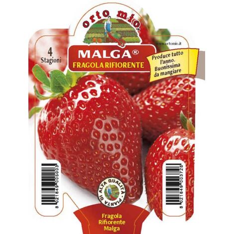 ORTO MIO Fragola Rifiorente 4 Stagioni Malga