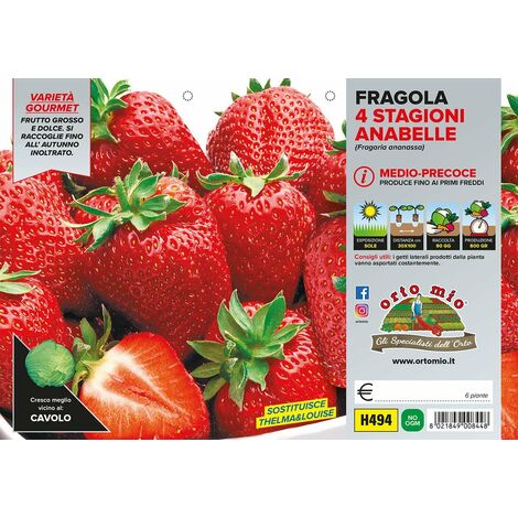 ORTO MIO Fragola Rifiorente 4 Stagioni var. Anabelle