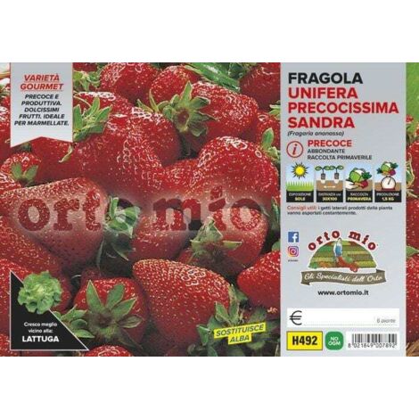 ORTO MIO Fragola Unifera Precoce Brilla var. Sandra