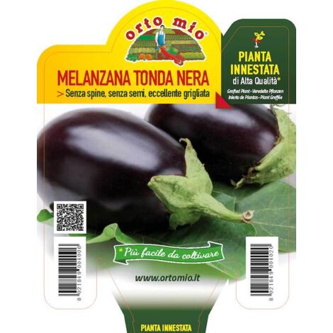 Orto mio melanzana innestato tonda ovale nera