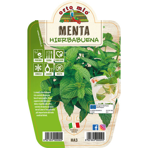 ORTO MIO Menta Hierbabuena