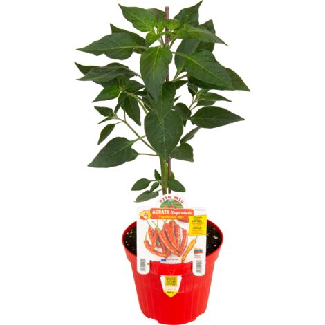 ORTO MIO Peperoncino Hot Acrata o Viagra Naturale