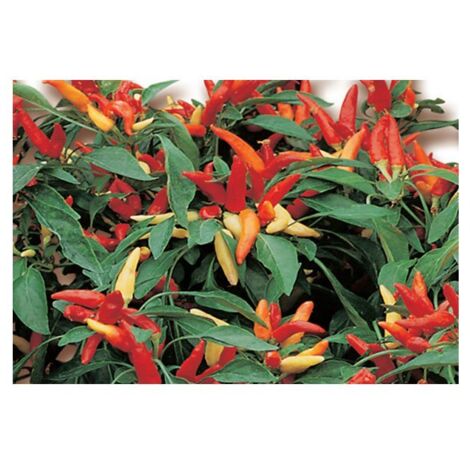 ORTO MIO Peperoncino Hot Fuoco della Prateria