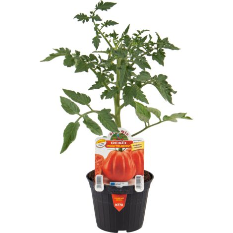 ORTO MIO Pomodoro Pera D'Abruzzo Deko