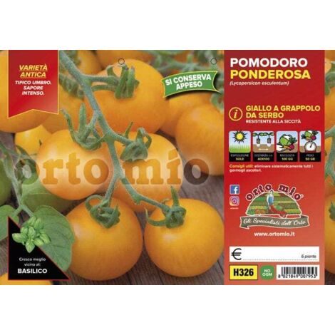 ORTO MIO Pomodoro Ponderosa A Grappolo