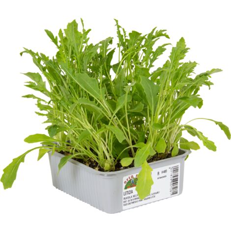 ORTO MIO Rucola Selvatica var. Letizia