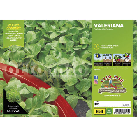 ORTO MIO Valeriana Verde Trophy