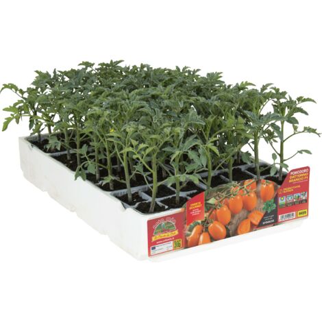 Ortomio pomodoro datterino arancio orange sunset pack 6