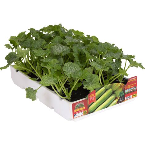 Ortomio zucchino genovese cigno