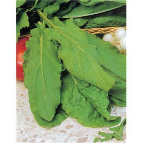 OSEILLE FEUILLES DE BELLEVILLE - 3 G - GRAINES