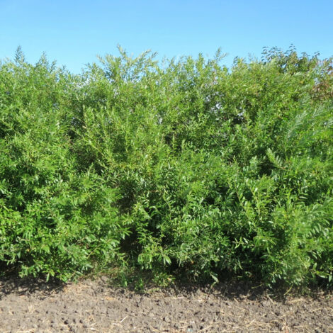 Osier rouge nain, Salix/Pot de 5L - Touffe