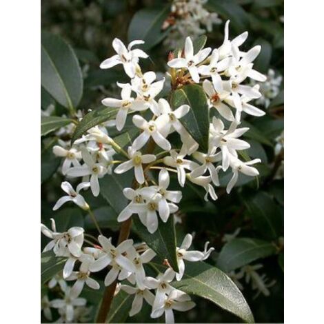 Osmanthe de Burkwood Pot de 2L/3L