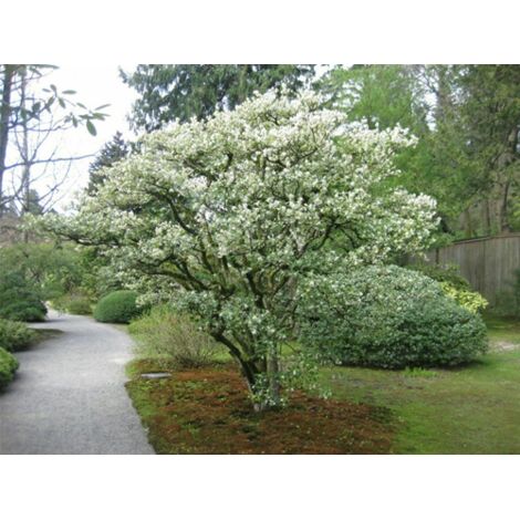 Osmanto "Osmanthus x Burkwoodii" pianta da siepe sempreverde in vaso  9
