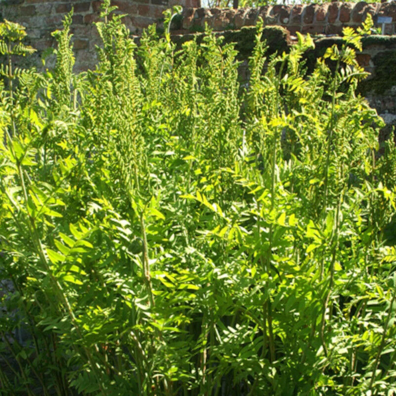 Osmonde royale/Lot de 9 godets